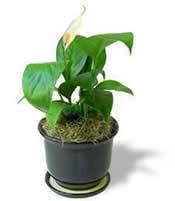 اسپاتی فیلوم مونا لوا